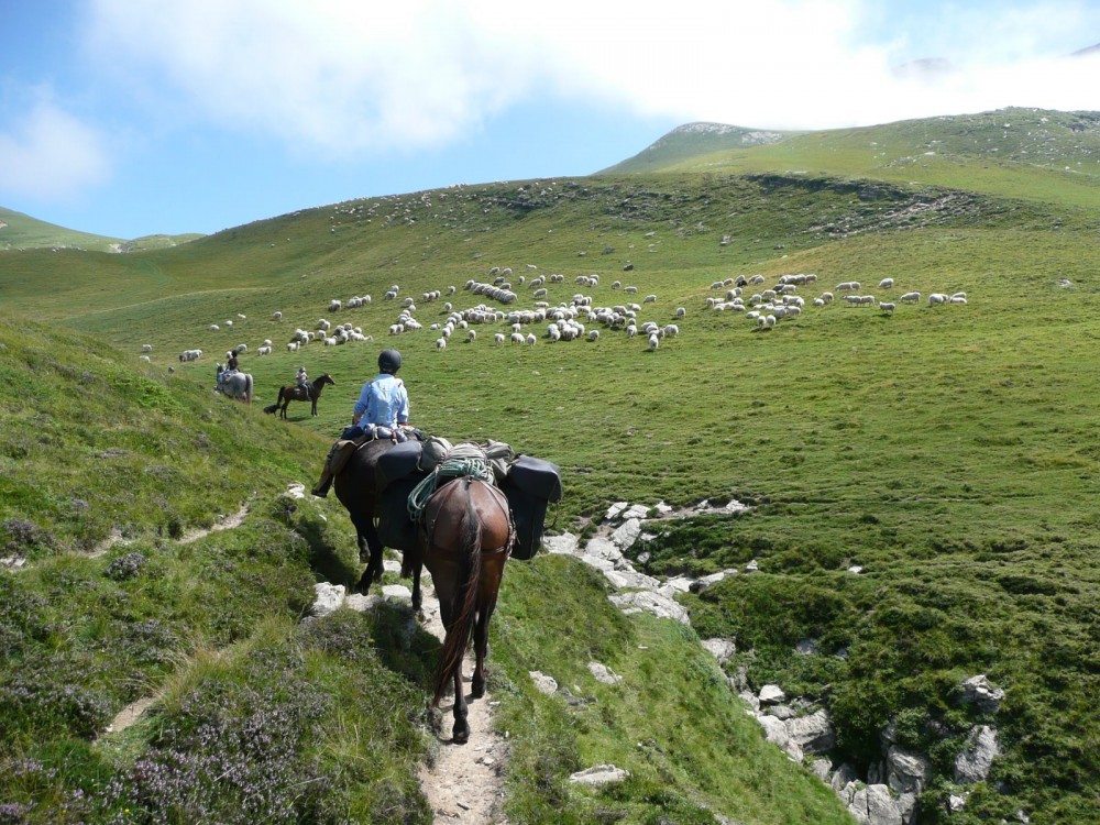 transhumance Guara Parc national des Pyrénées atlantiques