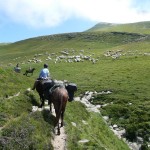 transhumance Guara Parc national des Pyrénées atlantiques