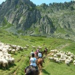 Transhumance