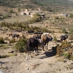 Descente sur Bara