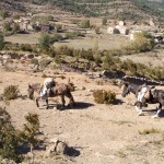 mules sur bara