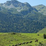 Plateau du Benou Vallée d'Ossau