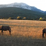 Au petit matin,les mules devant le Tozal de Guara