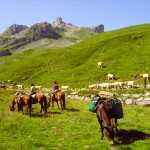 transhumance en vallée d'Ossau