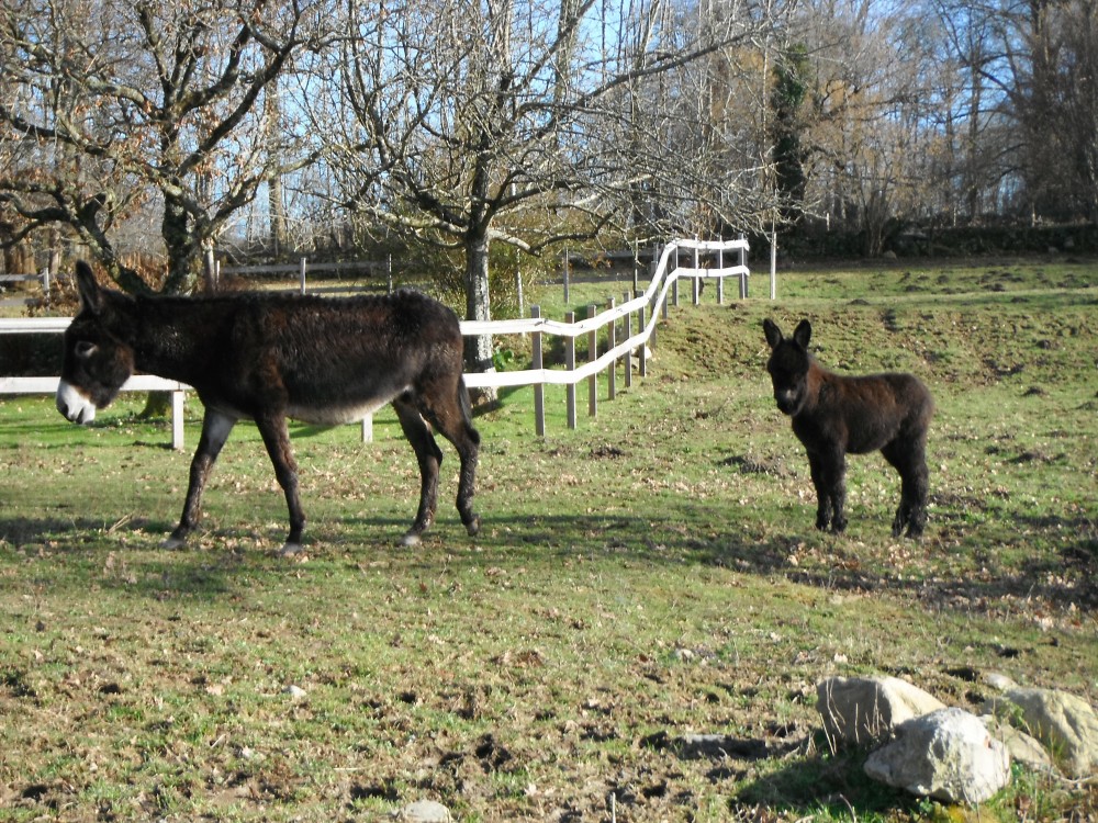 Cooki et sa maman Ségou