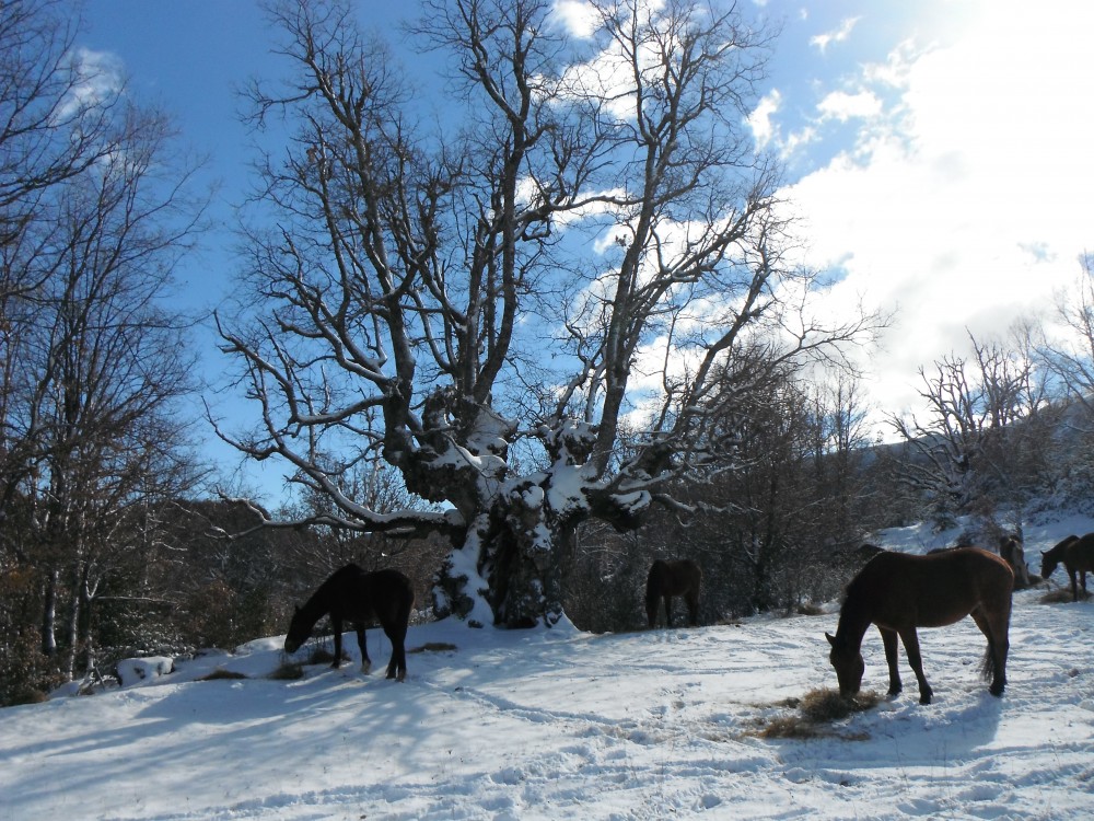 Auprès du chêne millénaire de San UrbezI