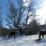 Auprès du chêne millénaire de San UrbezI