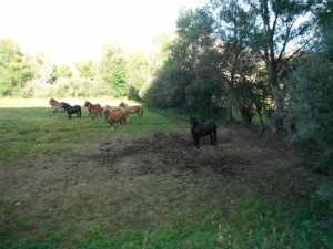 troupeaux de Santa Emiliano