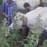 Pose des cloches pour la transhumance