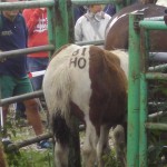 Marquage des troupeaux sur le Plateau du Benou