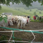 Marquage des troupeaux sur le Plateau du Benou