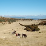 les pâturages du Tozal