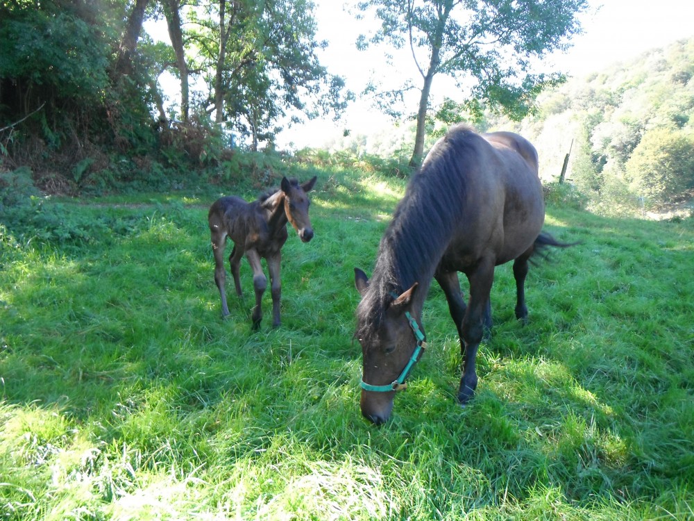 Comette et Get'up